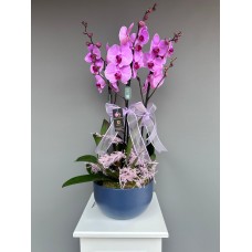 ATAŞEHİR ÇİÇEKÇİ DE FUŞŞA RENKTE ORKİDE ARJMANI