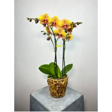 ATAŞEHİR  ÇİÇEK TE TURUNCU ORKİDE ÇİÇEK