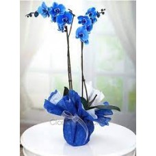 ataşehir çiçek te 2 dallı mavi orkide çiçek