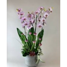 atasehir çiçekcide  benekli 2 dallı orkide çiçekgi