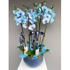 ataşehir çiçekcisi-de 6 dalı mavi orkide arajmanı